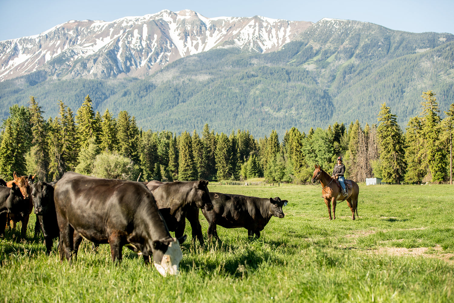 Know Your Farmer:  Gemstone Grass Fed Beef